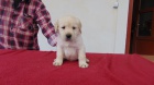 Labradorsk� retriever s PP
