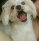 Maltez��ek ke kryt�