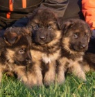 N�meck� ov��k - �t�n� s PP (kr�tko i dlouhosrst�)