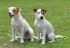 Parson russel terrier - �t��ata s PP
