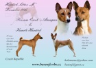 Basenji �t��ata s PP