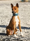 Basenji �t��ata s PP