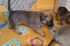 Belgick� ov��k - Malinois