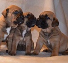 Tosa Inu �t��ata na prodej