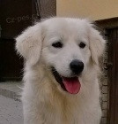 Slovensk� �uva� - �t��ata s PP