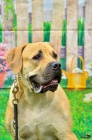 �t���tka Boerboel