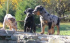 Louisiansk� leopard� ps  Catahoula