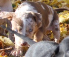 Louisiansk� leopard� ps  Catahoula
