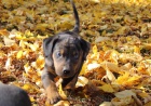 Louisiansk� leopard� ps  Catahoula