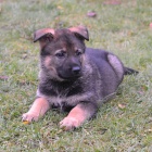 �t���tka NO s PP