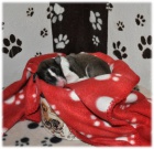 Barzoj - �t��ata