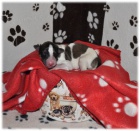 Barzoj - �t��ata