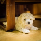 �t�n� bolo�sk�ho ps�ka