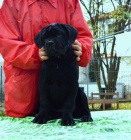 Cane corso - �t��ata s PP
