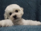 Bi�onek - Bichon fris�