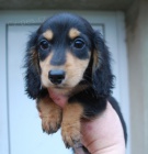 �t���tka dlouhosrst�ho jezev��ka