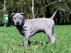 Thajsk� ridgeback modr�