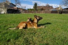 Belgick� ov��k - Malinois