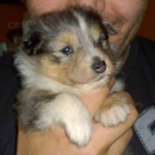 �eltie z Vesni�ky u hranic-�t���tka