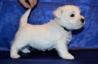 West highland white terrier - west�k