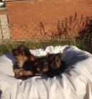 Jork��rsk� teri�r s PP