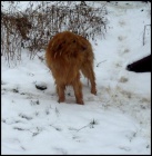 Hovawart Mat�j hled� nov� domov