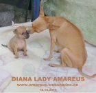 Pra�sk� krysa��k s PP