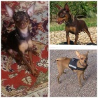 Pra�sk� krysa��k s PP