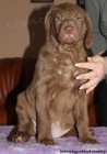 Chesapeake bay retriver s PP(jako hn�d� labrador)