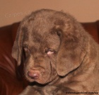 Chesapeake bay retriver s PP(jako hn�d� labrador)