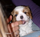 Kaval�r King Charles �pan�l