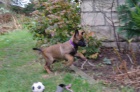 Belgick� ov��k - Malinois