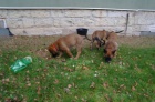 Belgick� ov��k - Malinois