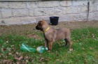 Belgick� ov��k - Malinois