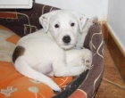 Parson russel terrier - �t��ata s PP