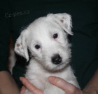 Parson russel terrier - �t��ata s PP