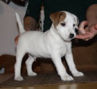 Parson russel terrier - �t��ata s PP