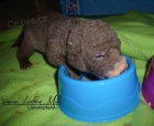 Chesapeake Bay retriever- CHS from Hofion