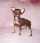 Pra�sk� krysa��k