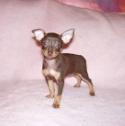 Pra�sk� krysa��k