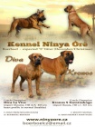 Boerboel �t��ata s PP