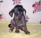 peru�nsk� nah��