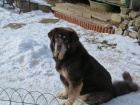 TIBETSK� DOGA