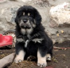 TIBETSK� DOGA