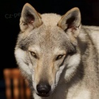 Zad�me �t��ata �eskoslovensk�ho vl��ka