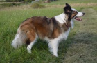 Prod�m �t���tka border kolie