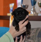 Grifonek, brabant�k.