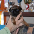 Grifonek, brabant�k.