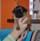 Grifonek, brabant�k.