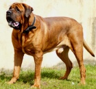 Tosa Inu - P�ij�m�me rezervace na TOP �t���tka